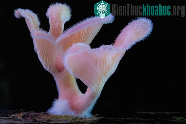 Thế giới kỳ diệu của các loài nấm khi chụp cận cảnh- ảnh 2