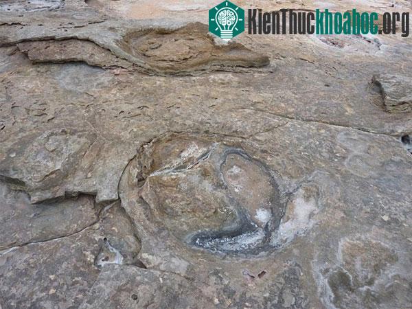 Những dấu chân hóa thạch được in trên những tảng đá bằng phẳng khoảng 30m hướng ra biển và chỉ có thể được nhìn thấy khi thủy triều xuống.