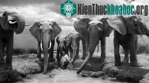 Các thành viên trong một gia đình voi tập trung ở một vũng nước nhỏ sau hành trình dài qua sa mạc.