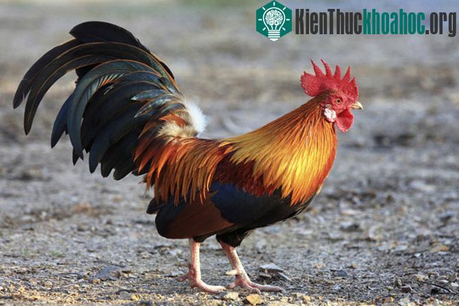 Nếu ở cá hề thì con cá đực hóa thành con cái thì ở gà lại có hiện tượng từ gà mái thành gà trống do buồng trứng và tuyến sinh dục không hoạt động vì gene giới tính của nó chưa được kích hoạt. Nó là...