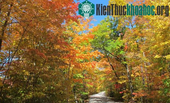 Khu rừng rực rỡ ở khu băng tích Kettle, bang Wisconsin, Mỹ. Khu rừng thuộc quyền quản lý nhà nước này nằm trong khu vực băng tích do sự va chạm địa lý giữa Hồ Michigan và Vịnh Xanh.