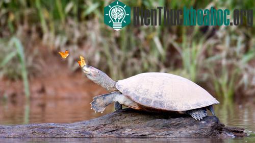 Một vài con bướm bám theo rùa vàng đốm và đậu trên đỉnh đầu của nó. Nước mắt rùa có chứa muối, đặc biệt là natri, một khoáng chất hiếm ở phía tây Amazon.