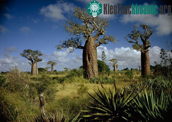 Người dân Madagascar, châu Phi, sử dụng những trái bao báp nhiều cơm để sản xuất làm đồ uống. Ảnh chụp vào tháng 10/1967. (Ảnh : Albert Moldvay)