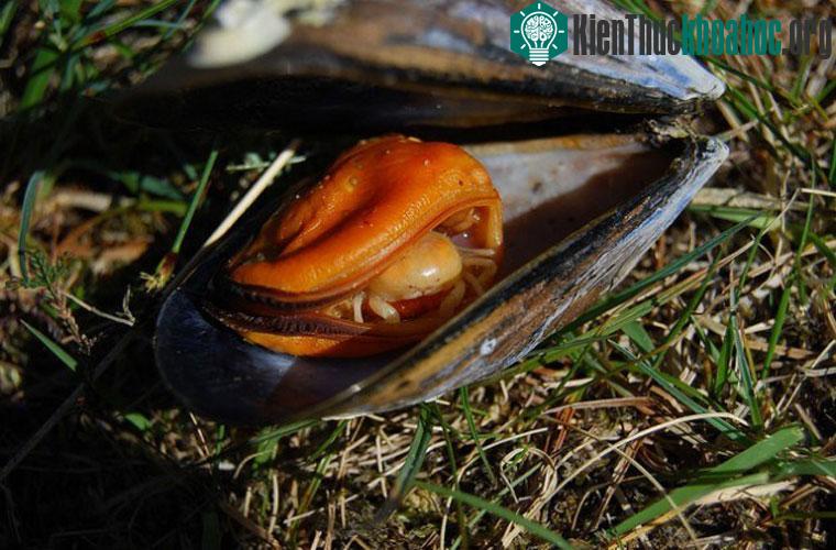 Cua đậu. Loài cua này sống ký sinh trong thân của trai, hầu, mực biển, và một số loài khác. Loài này cũng có thể ăn được.