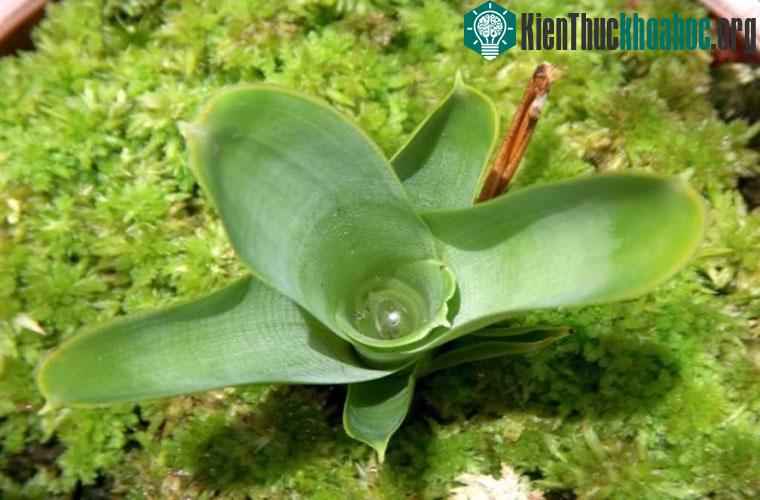 Cây Bromeliads. Đây là loài cây trong nhà phổ biến, lá của nó tạo ra một “hố” chứa nước. Chắc ít người biết được rằng cây này cũng được coi là loài cây ăn thịt. Nó khiến côn trùng &ldqu...