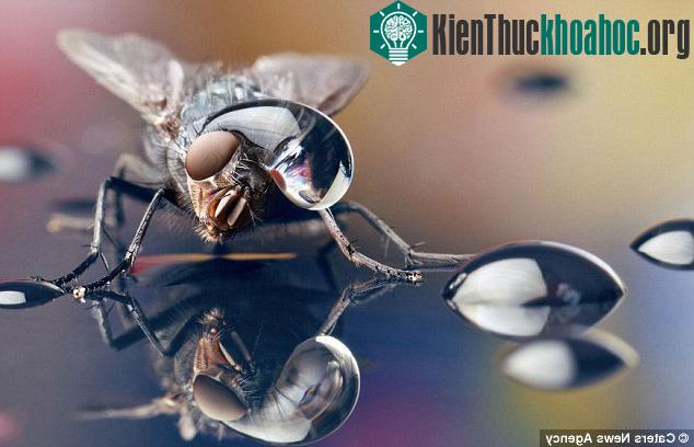 Chùm ảnh côn trùng độc, lạ hiếm thấy