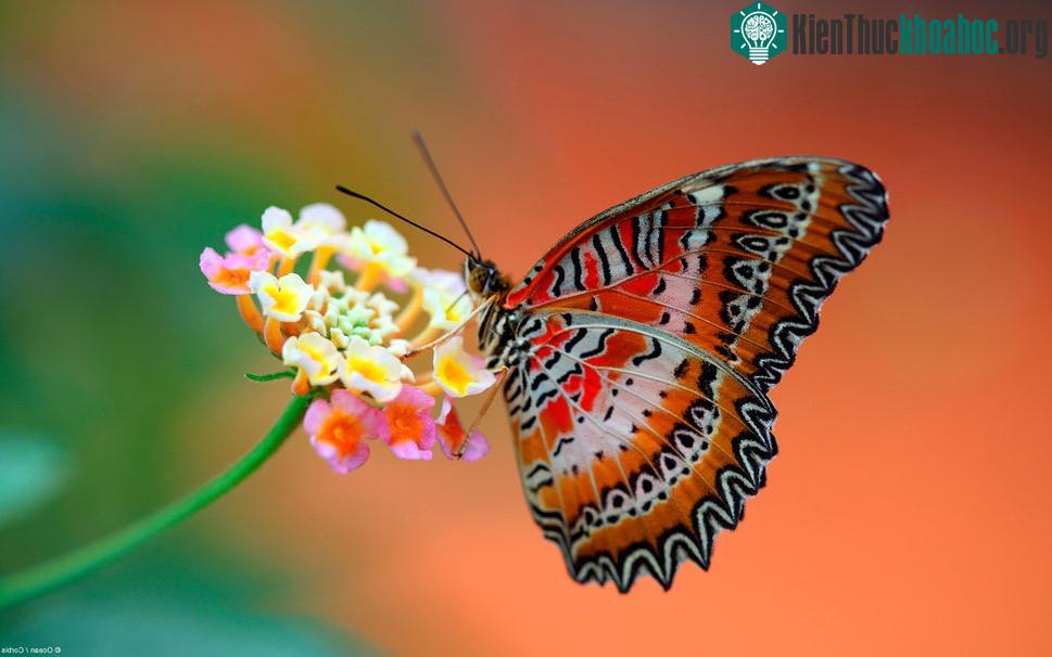 Những loài bướm xinh đẹp