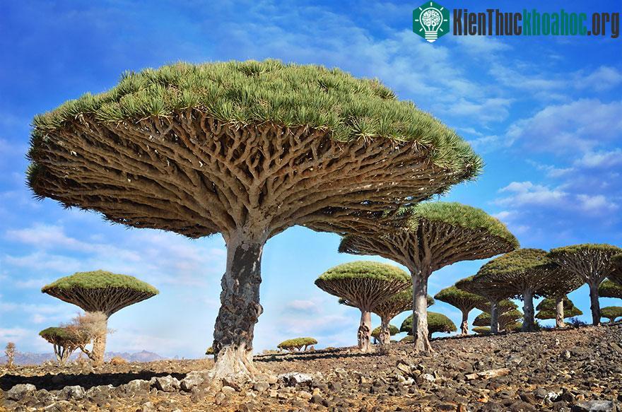 Cây Huyết Rồng (Dragonblood) ở Socotra, Yemen