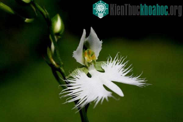 Cận cảnh loài hoa lạ hình chim hạc sải cánh tuyệt đẹp
