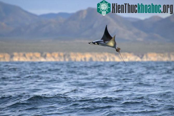 Những bức ảnh thú vị ghi lại cảnh cá đuối bay lên không trung