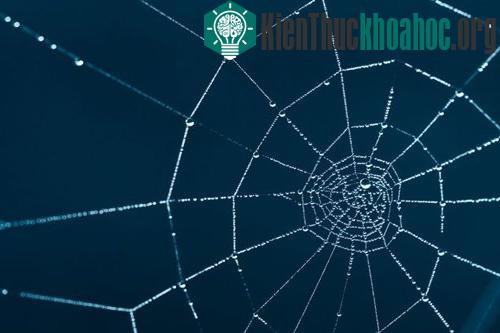 Bất ngờ với những tỷ lệ vàng trong tự nhiên
