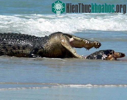 Chùm ảnh: Cuộc đấu sống còn của động vật hoang dã