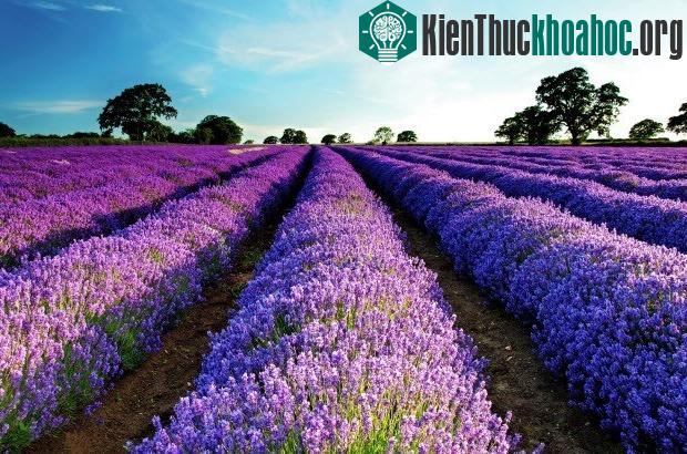 Thung lũng Dungeness Sequim&nbsp;là "Provence của Bắc Mỹ" với trên 200 trăm năm kinh nghiệm trồng hoa oải hương.
