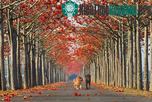 15 con đường hoa đẹp nhất thế giới- ảnh 11