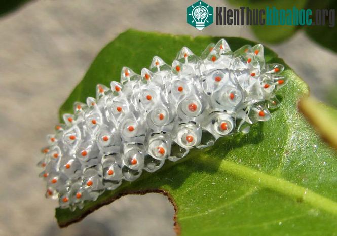 Chùm ảnh sâu "lột xác" thành bướm ngoạn mục