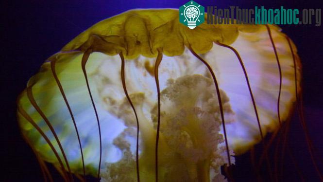 Đẹp lung linh vương quốc sứa