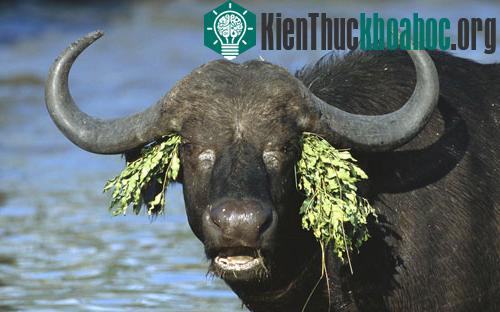 Trâu tạo dáng với đôi “khuyên tai” bằng lá cây vướng trên cổ sau khi nó chui qua bụi rậm trong khu bảo tồn động vật hoang dã Sabi Sand, Na...