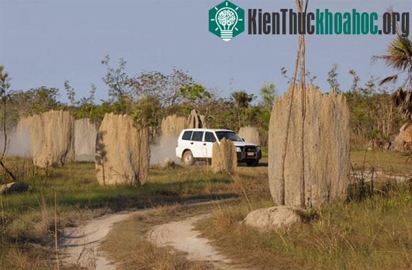 Mối la bàn. Chúng xây các ụ lớn hình nêm để làm tổ, và thường các ụ này được xây theo hướng bắc-nam. Các nhà khoa học tin rằng với hình nêm, nhiệt độ ...