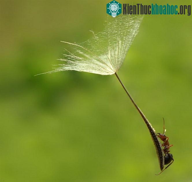 Bộ ảnh côn trùng rực rỡ khoe sắc ảnh 10
