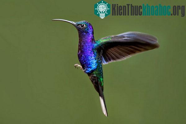 Chim ruồi đầu violet