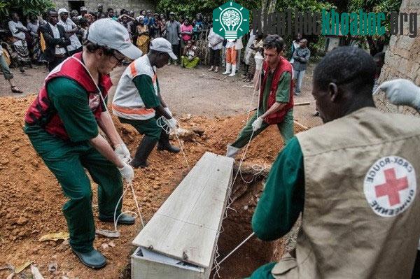 Hành trình virus Ebola phá hoại cơ thể người trong bộ hình ám ảnh- ảnh 11
