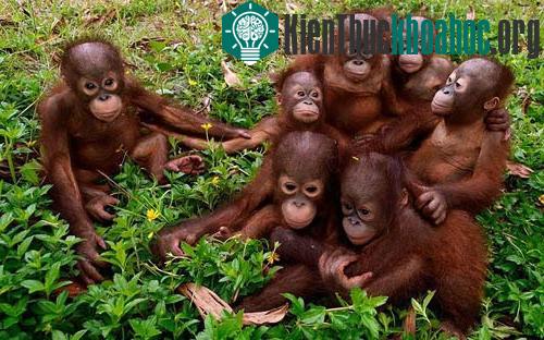 Những con đười ươi mồ côi ôm nhau trong trung tâm bảo tồn đười ươi quốc tế ở Borneo.