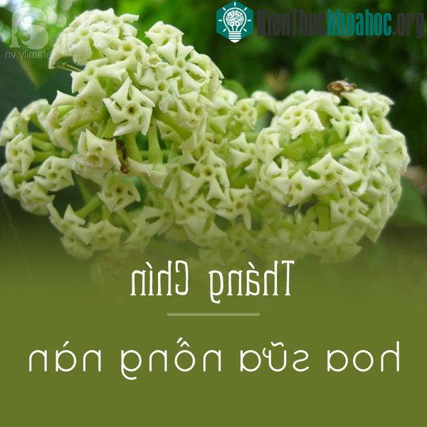 Tháng 9 Hà Nội không thể trọn vẹn nếu thiếu cốm non và hoa sữa. Hoa sữa mọc thành chùm, có mùi thơm nồng đặc trưng đến nỗi nếu ở gần cây hoa, có khi b...