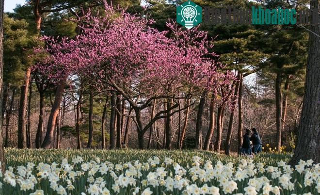 Thuỷ tiên vàng, thuỷ tiên trắng xen lẫn nhau, bên những cây anh đào đỏ thắm thật rực rỡ.