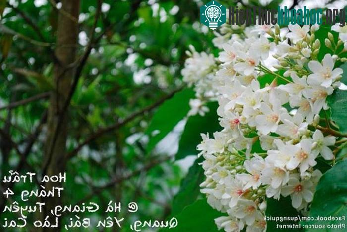 "Dịp tháng 4 là khi Hà Giang, Tuyên Quang, Yên Bái, Lào Cai được nhuộm trắng bởi loài hoa trẩu xinh đẹp. Loài hoa trẩu ngập tràn núi rừng dưới nh...