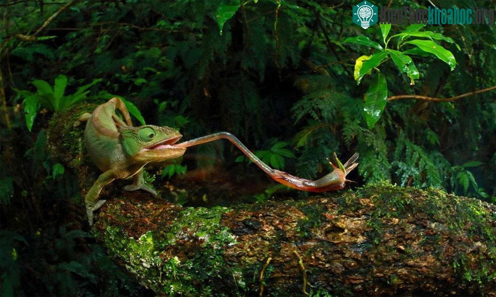 Một con tắc kè hoa cái Furcifer ambrensis phóng lưỡi bắt côn trùng.