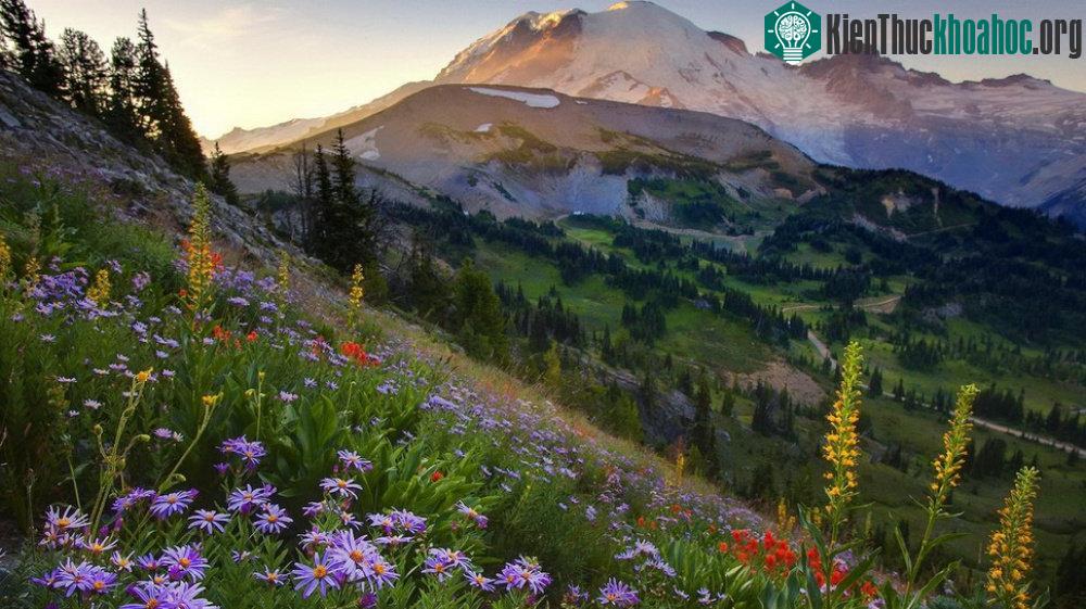 Công viên quốc gia Rainier, Washington