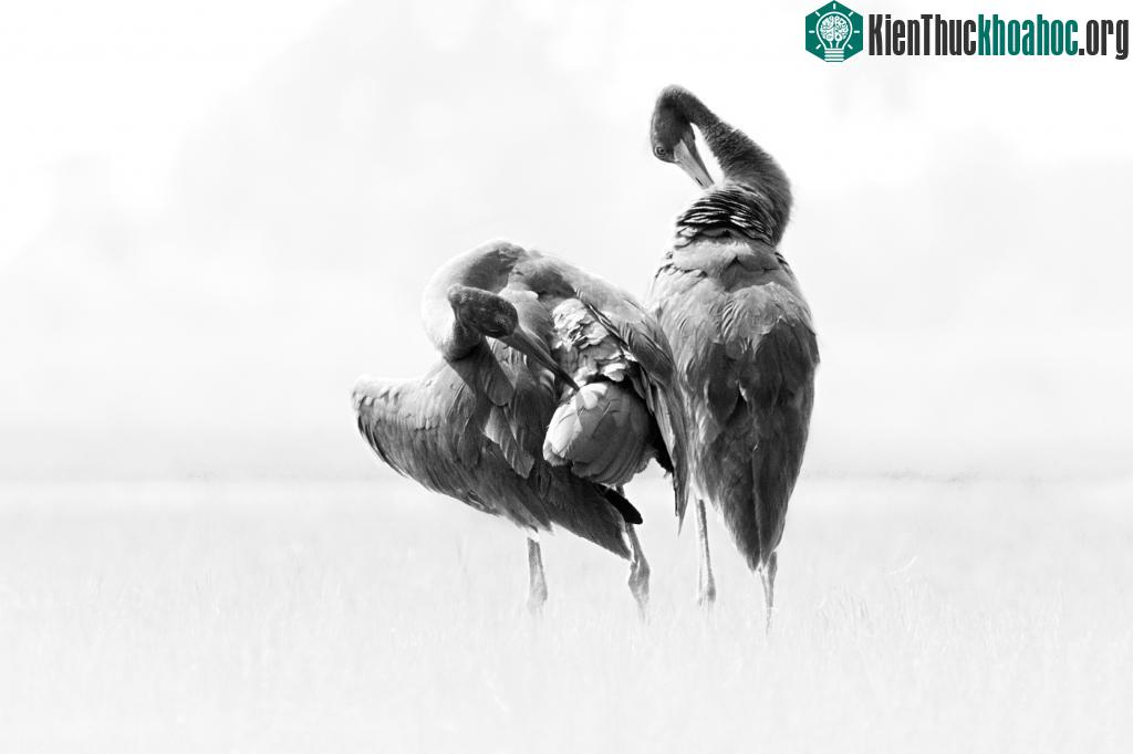 Cảnh thiên nhiên ngoạn mục trong bộ ảnh Sếu của nhiếp ảnh gia Tăng A Pẩu ảnh 11