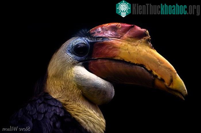 Câu chuyện của những loài chim ảnh 11