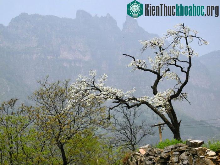 Một cây lê già của làng Quách Lượng dang tay ra như chào đón mọi người tới đây.