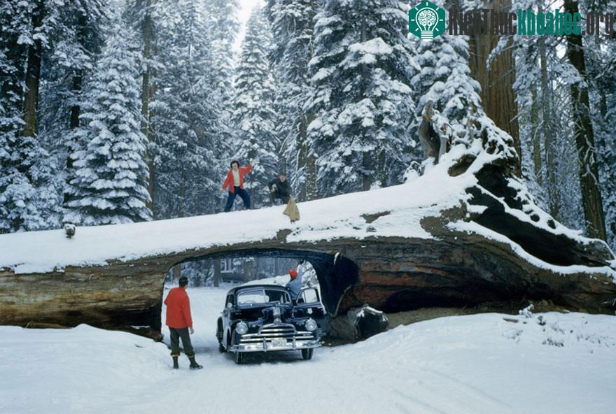 Rừng quốc gia Sequoia