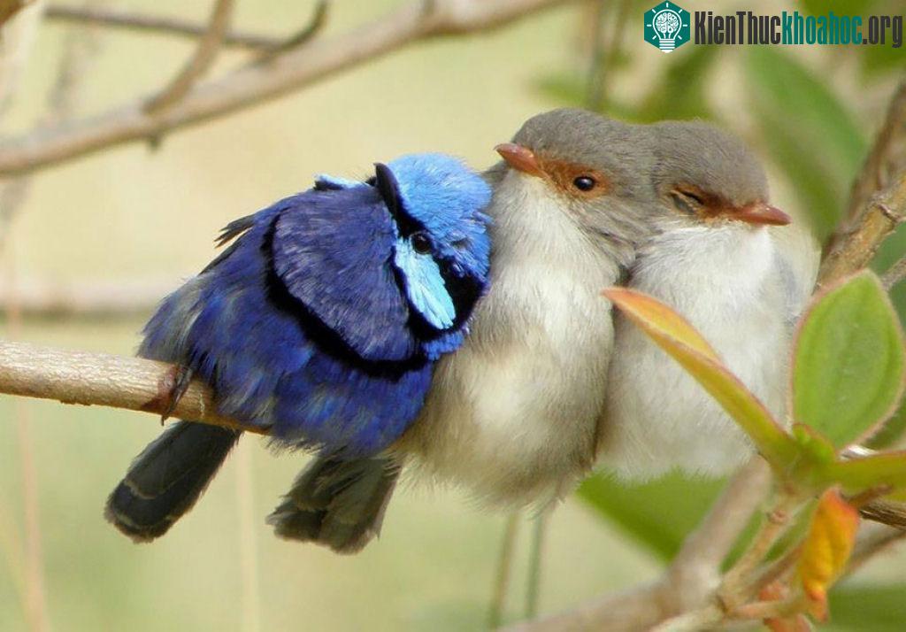 Loài chim "kề vai sát cánh" với nhau vượt qua khó khăn như thế nào? ảnh 11