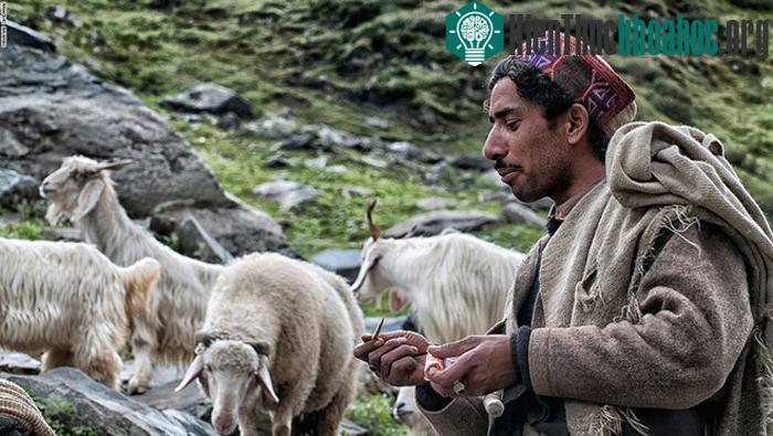 Sanju, một người mà đoàn phóng viên gặp, đi từ Bara Bangal tới vùng ngoại ô Dharamshala để đưa đàn gia súc của anh nghỉ ngơi sau chặng đường vượt đèo ...