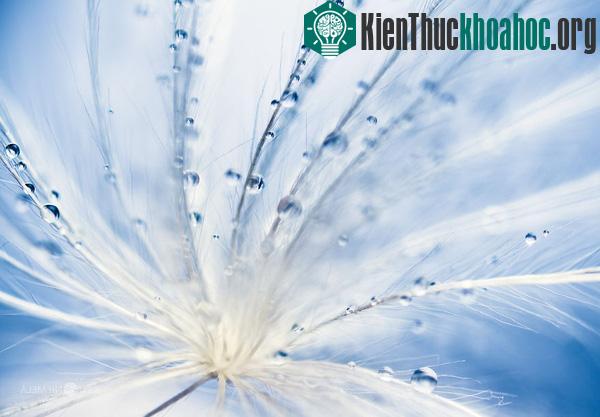 Ngắm hạt giống hoa lung linh trong sương sớm