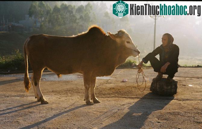 Nắng dát vàng Hà Giang những ngày đầu đông