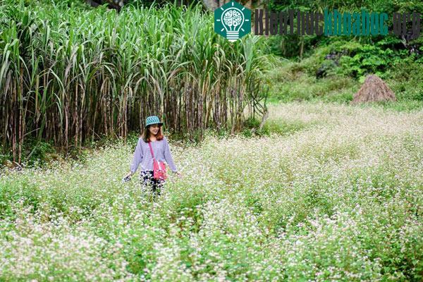 Hà Giang rực rỡ mùa hoa tam giác mạch