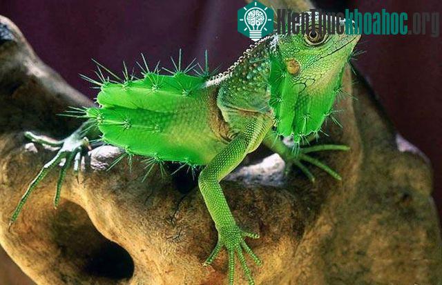 Những hình ảnh ngộ nghĩnh từ động vật và thực vật- ảnh 11