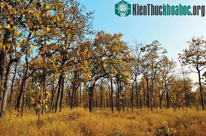 Những "mùa thu vàng" đẹp mê mẩn ở ngay Việt Nam