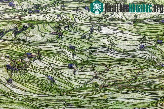 Sững sờ trước những ruộng bậc thang đẹp nhất trên khắp thế giới- ảnh 11