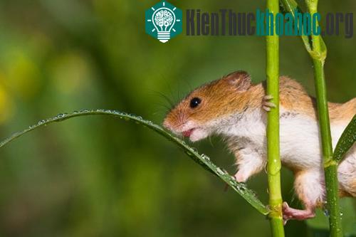 Cuộc sống bí mật của những chú chuột đồng