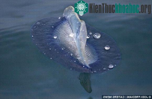 Những con cá kỳ dị
