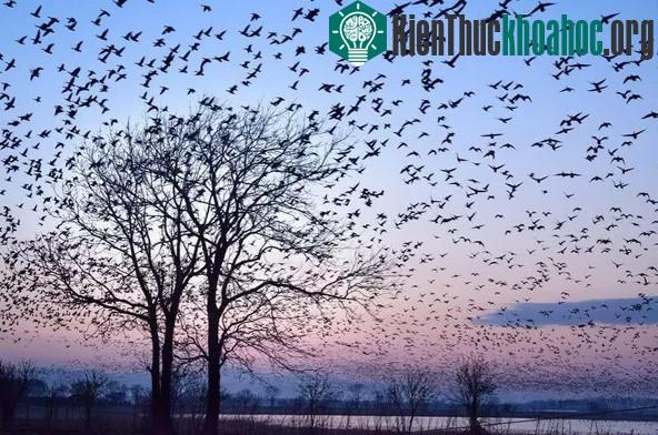 Khung cảnh trước bình minh tại một hồ nước nhỏ ở Hokkai. (Tác giả: Keisuke Otani).