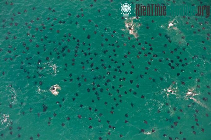 Những bức ảnh thú vị ghi lại cảnh cá đuối bay lên không trung
