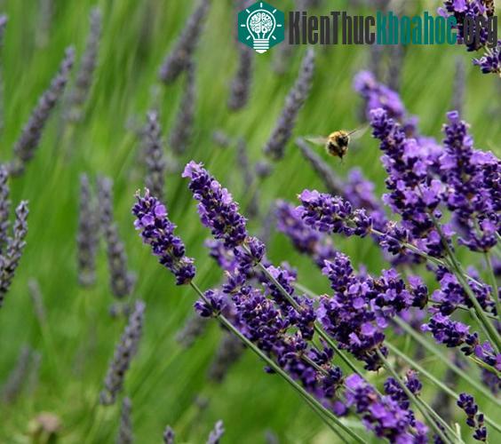 Khách du lịch từ Mỹ, Canada, nếu chưa có điều kiện đến Provence cũng có thể trải nghiệm những cánh đồng tím lịm tại thung lũng Dungeness Sequim (bang ...
