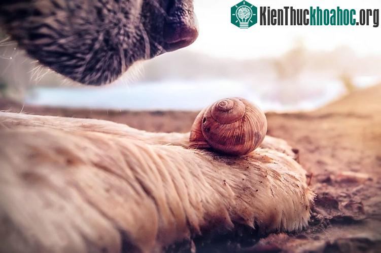 Ngắm chùm ảnh đẹp như thiên thần của ốc sên