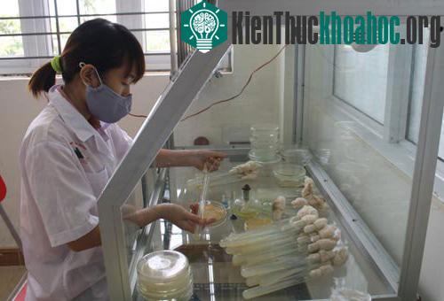 Những cây nấm có phần quả thể to mập, được chọn để lưu giữ giống